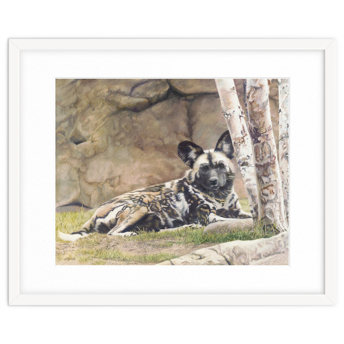 Afican Painted Dog IV - Imara
