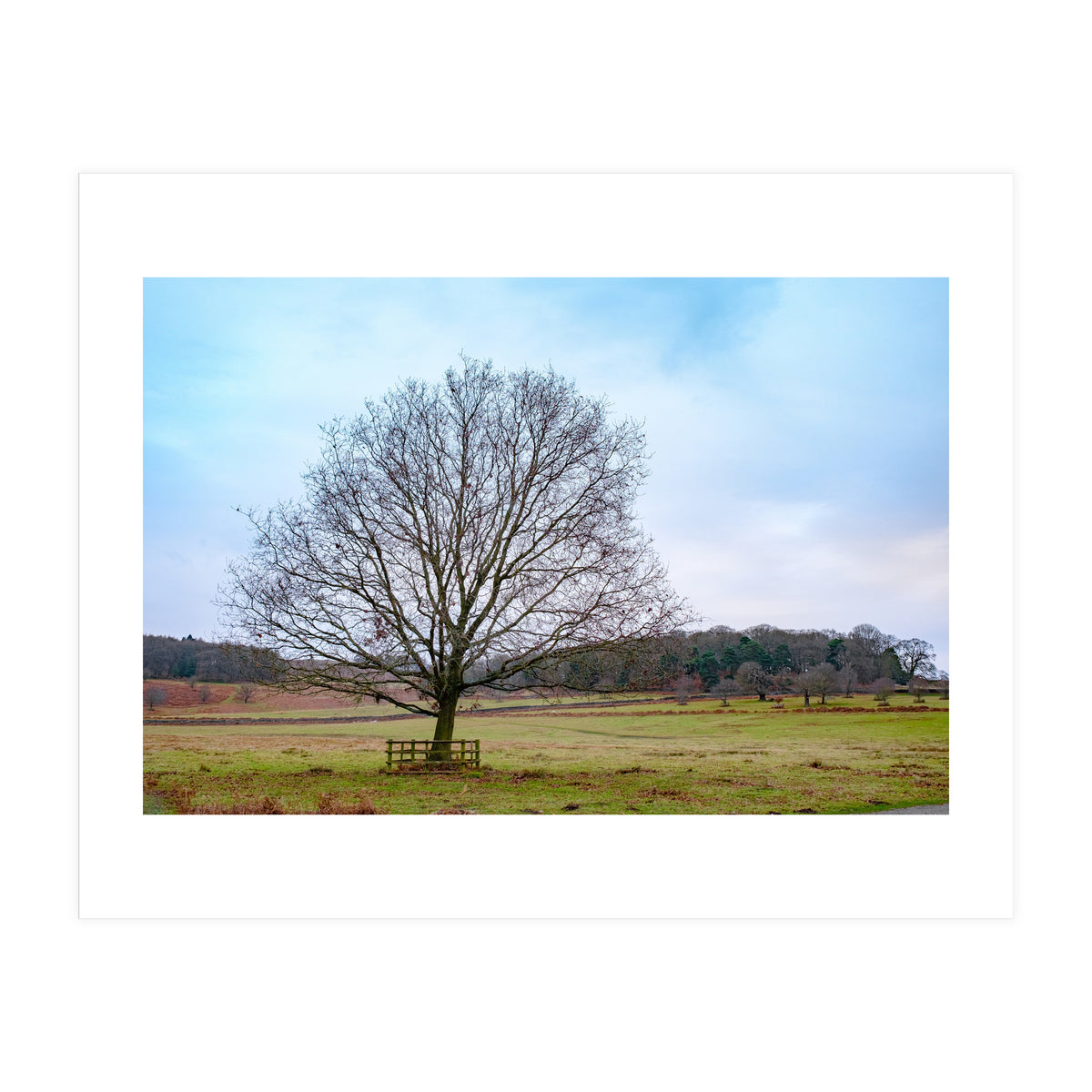 Young Oak Tree in Winter  (Print Only)