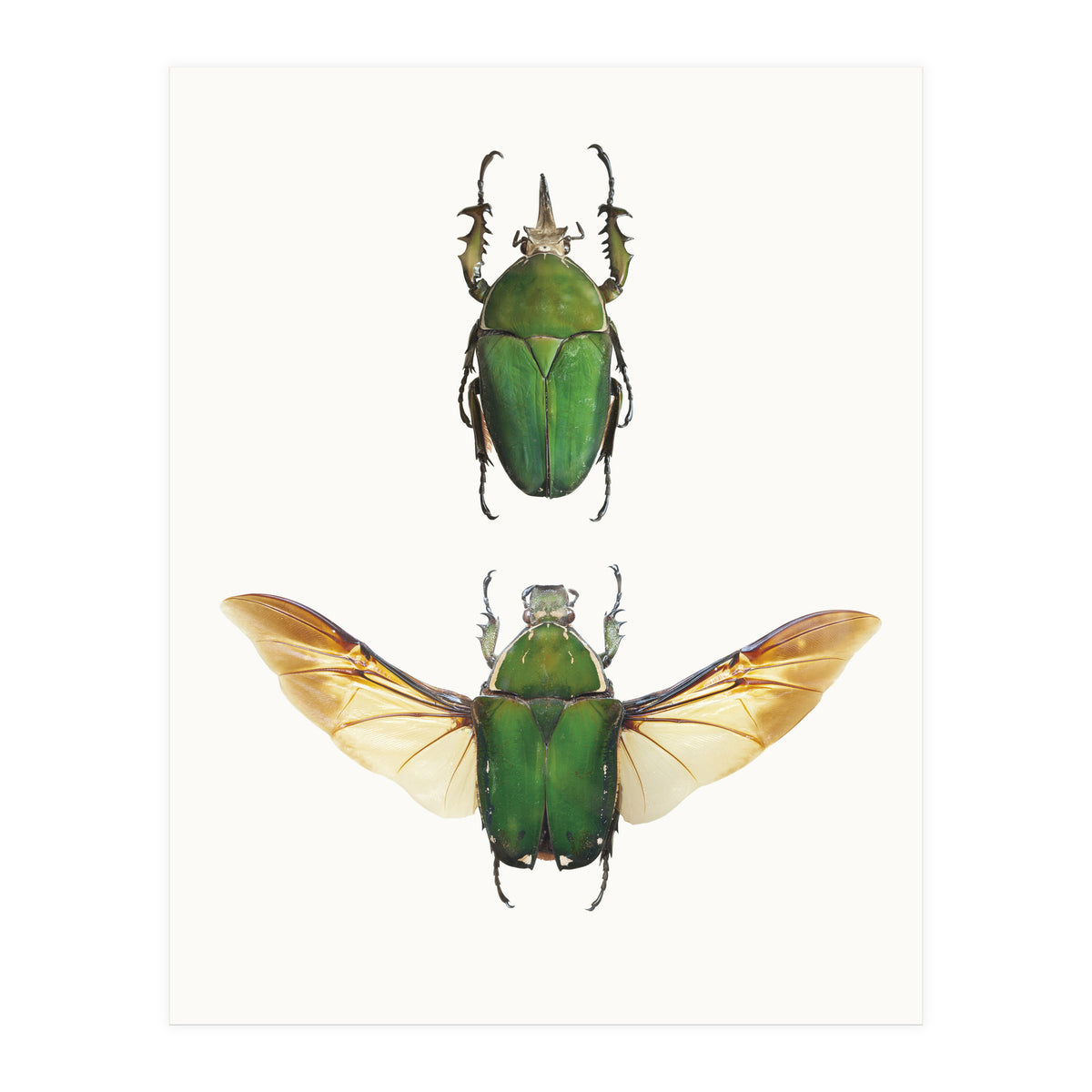 Cc Insects 02 (Print Only)