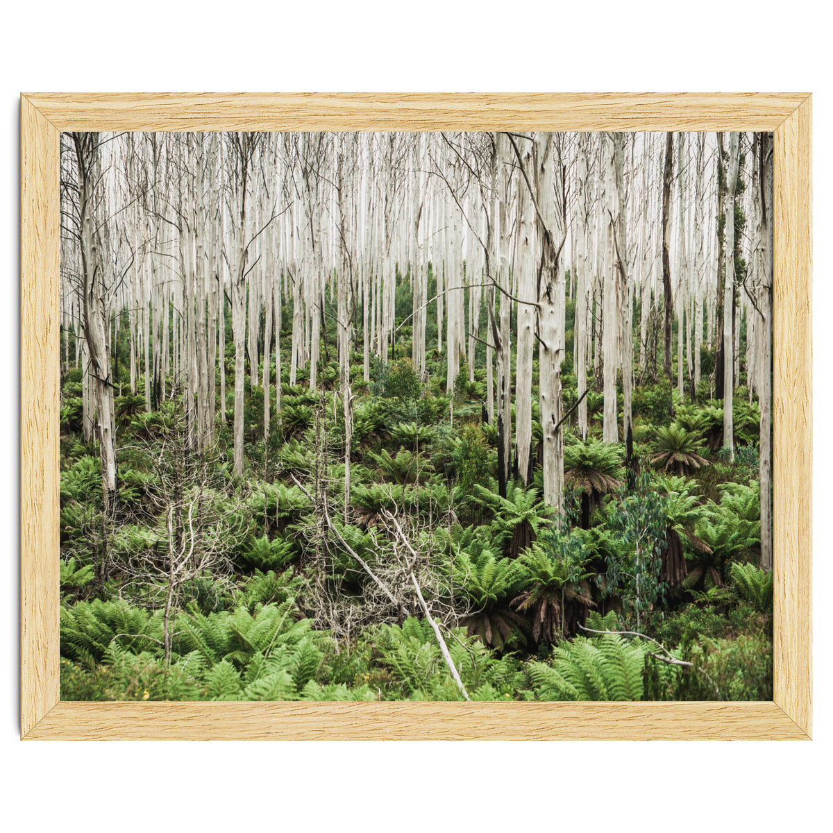 Forest After The Fire