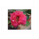 Blooming Red Rose (Print Only) thumbnail