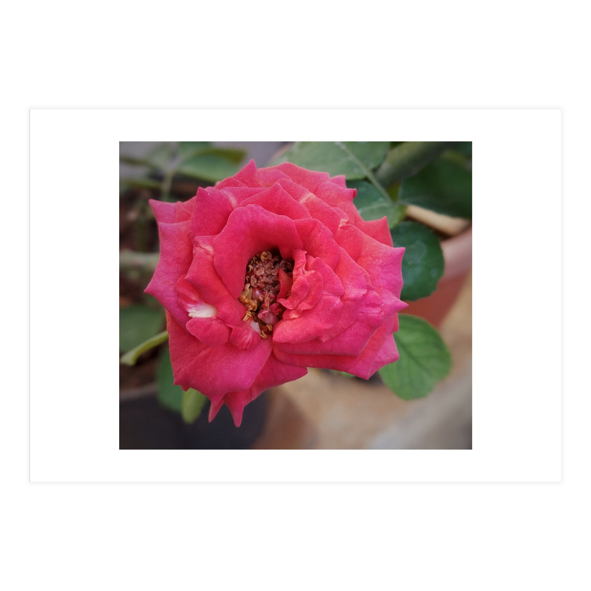 Blooming Red Rose (Print Only)