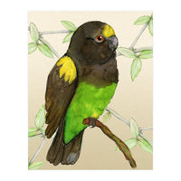 Meyer's parrot watercolor (Print Only)