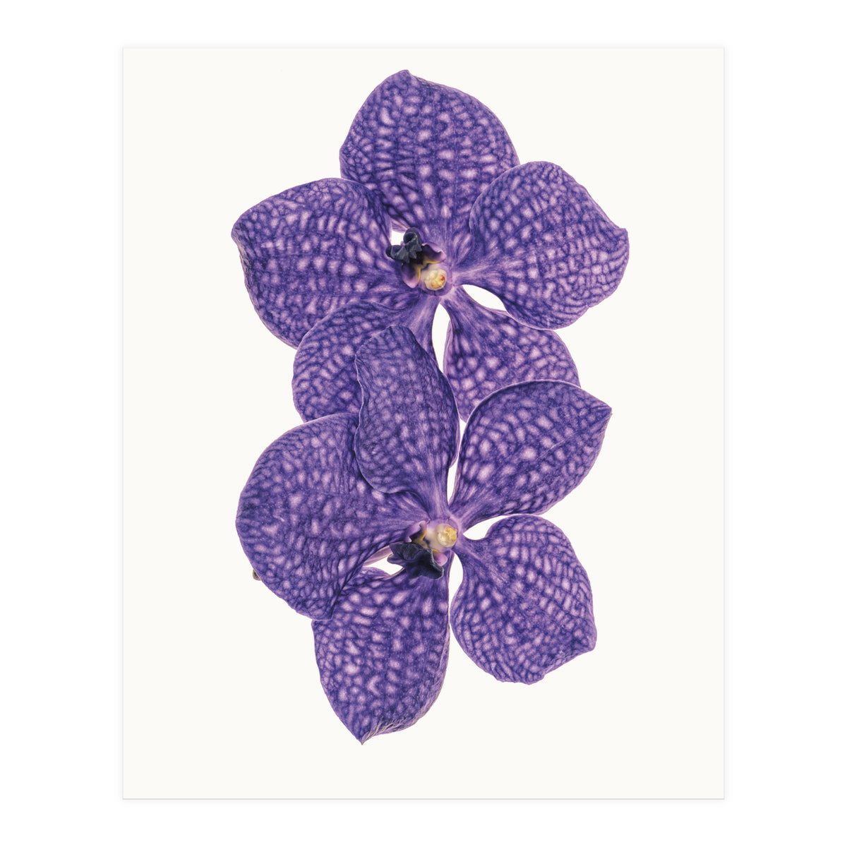 Cc Flower 06 (Print Only)