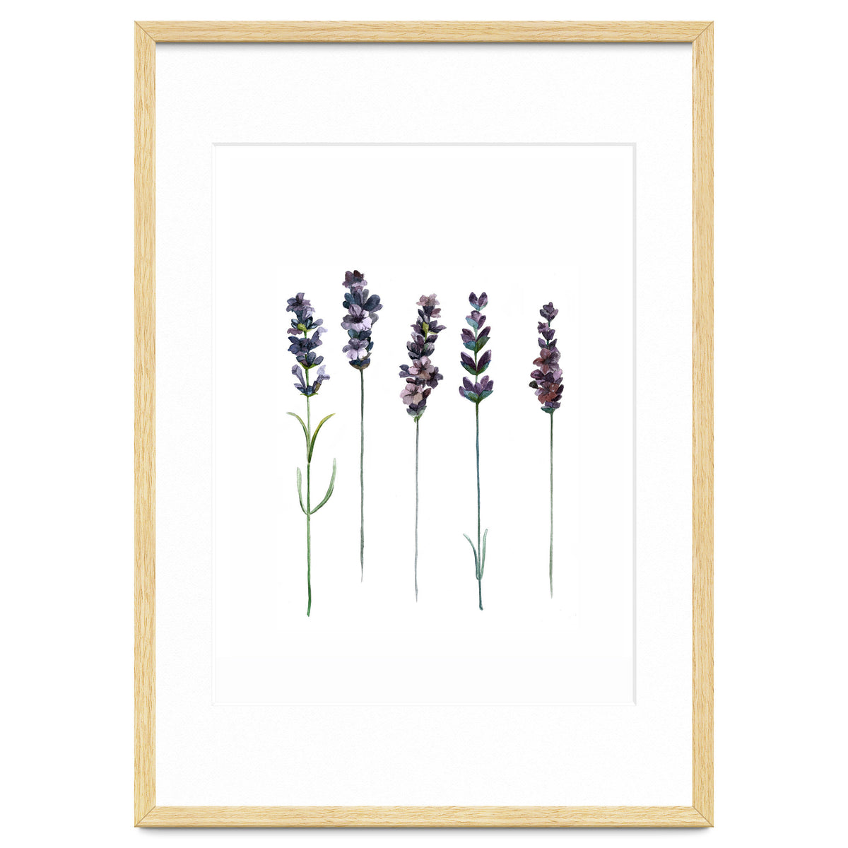 Botanical Illustration Lavender