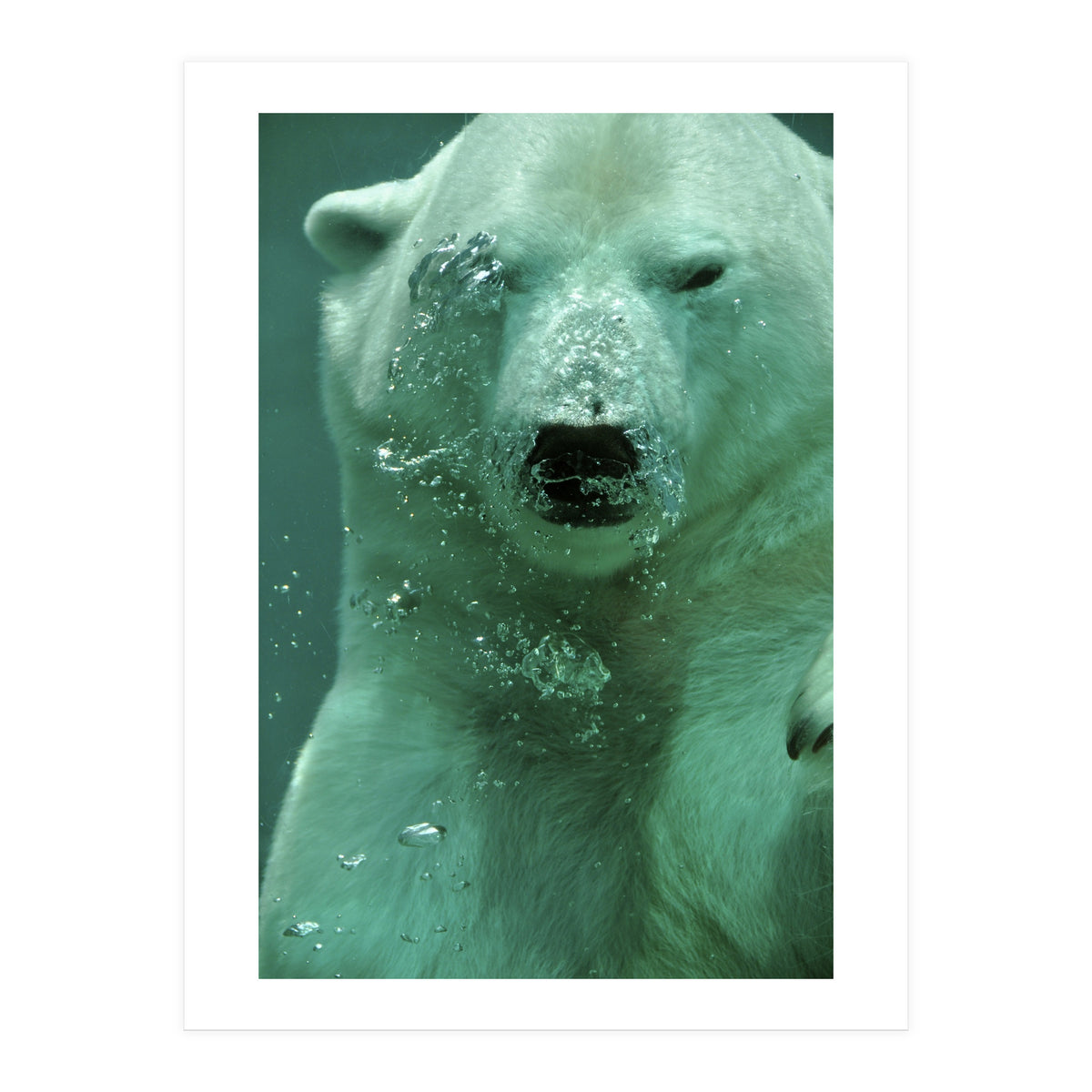 Polar Bear Under Water (Print Only)