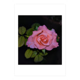 Pink Dew Rose (Print Only) thumbnail