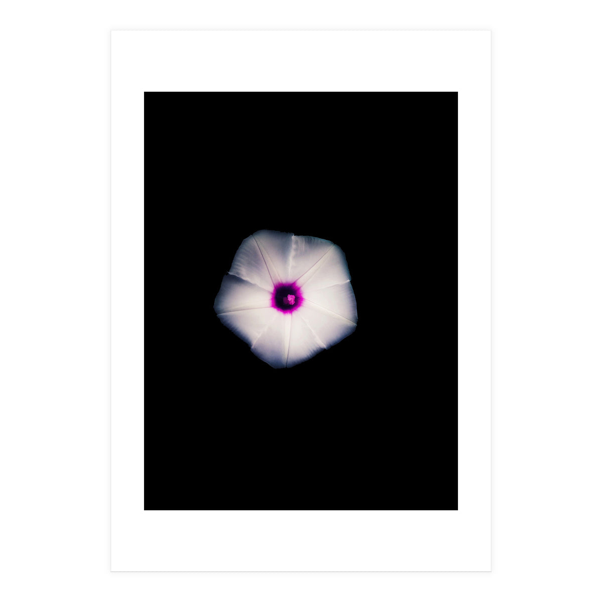 White Flora (Print Only)