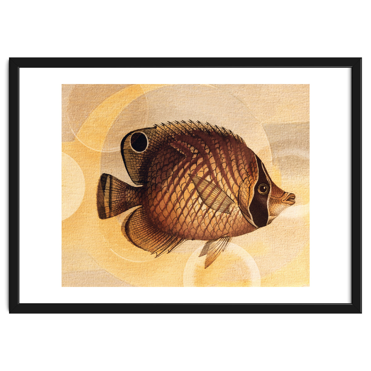 Fish Between Circles 3