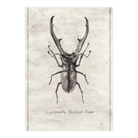 Cyclommatus Metalifer Finae (Print Only)