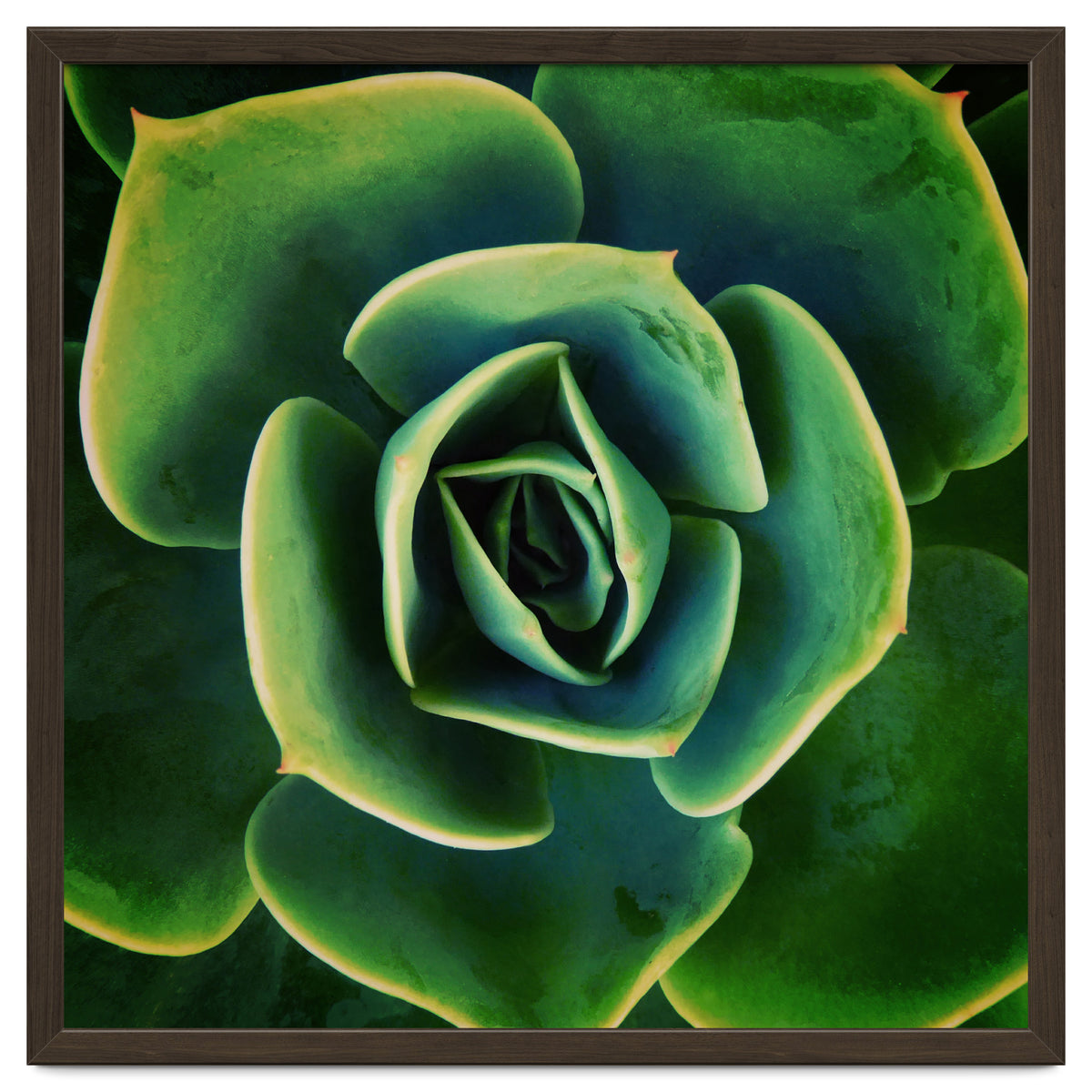 DARKSIDE OF SUCCULENTS XIII