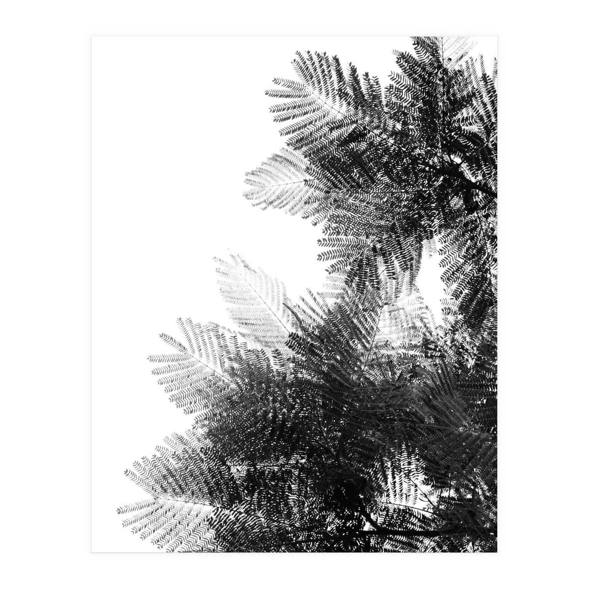 The Tree Top I (Print Only)