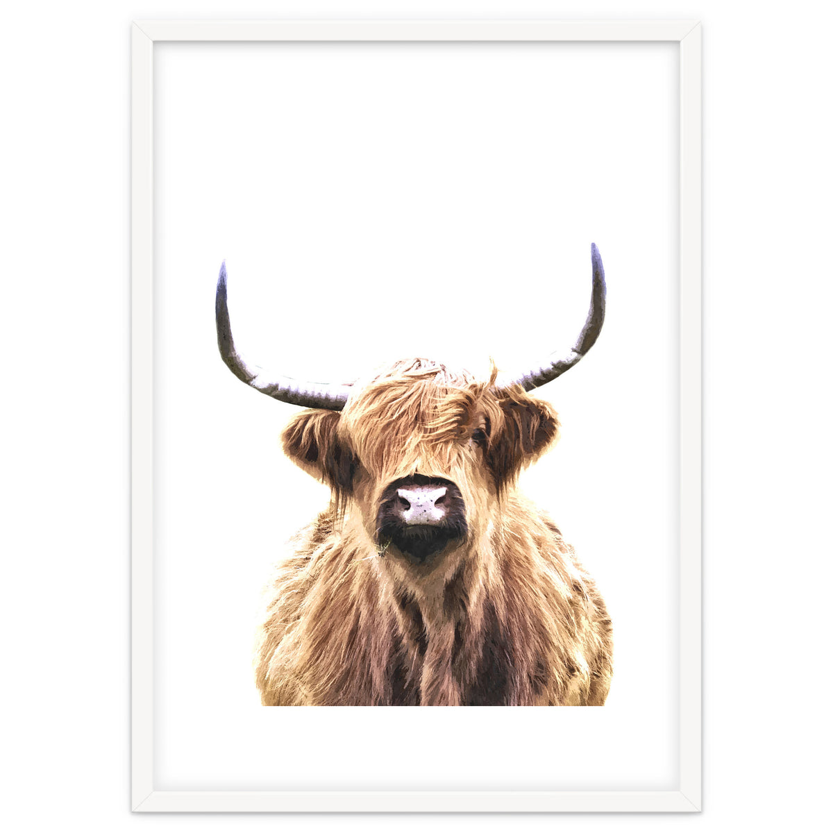 Highland Cow Portrait