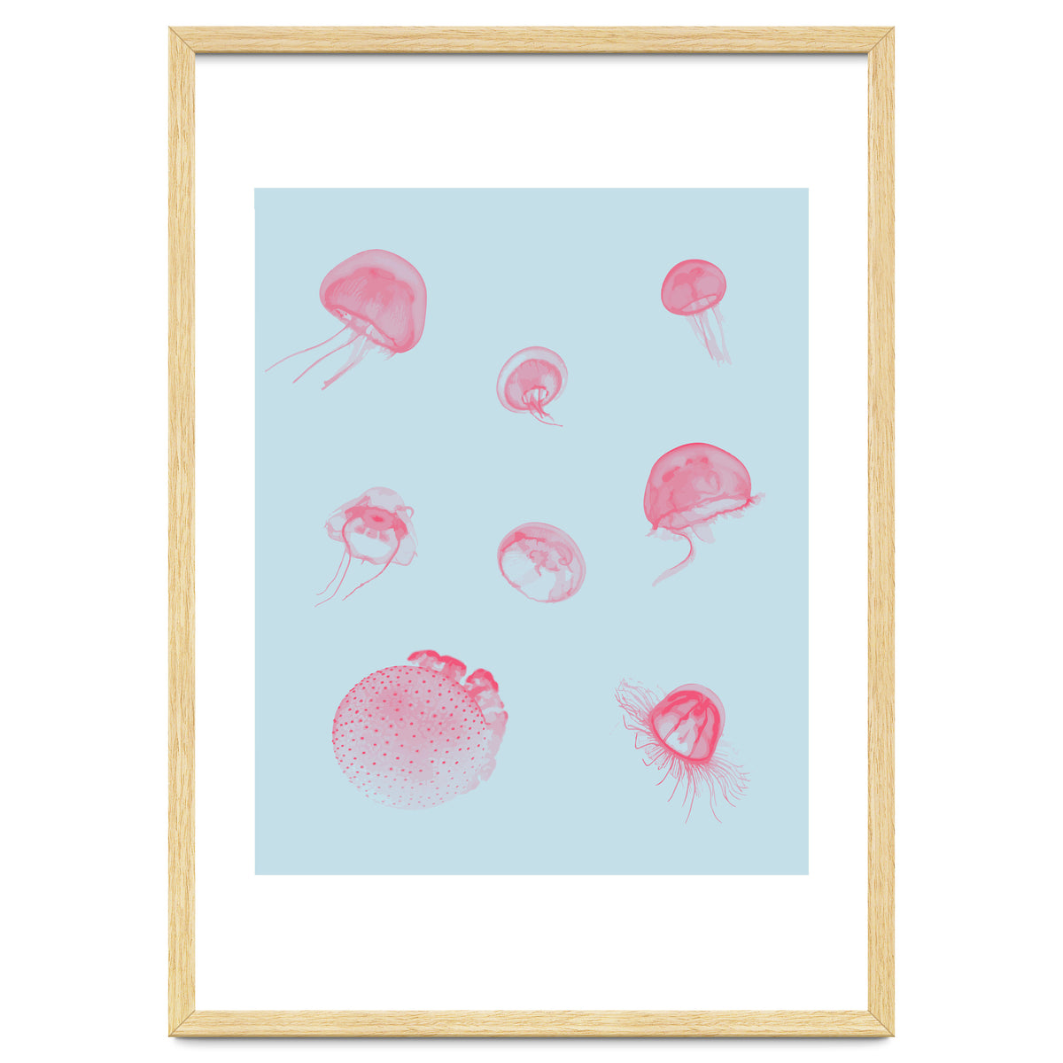 Jellyfish