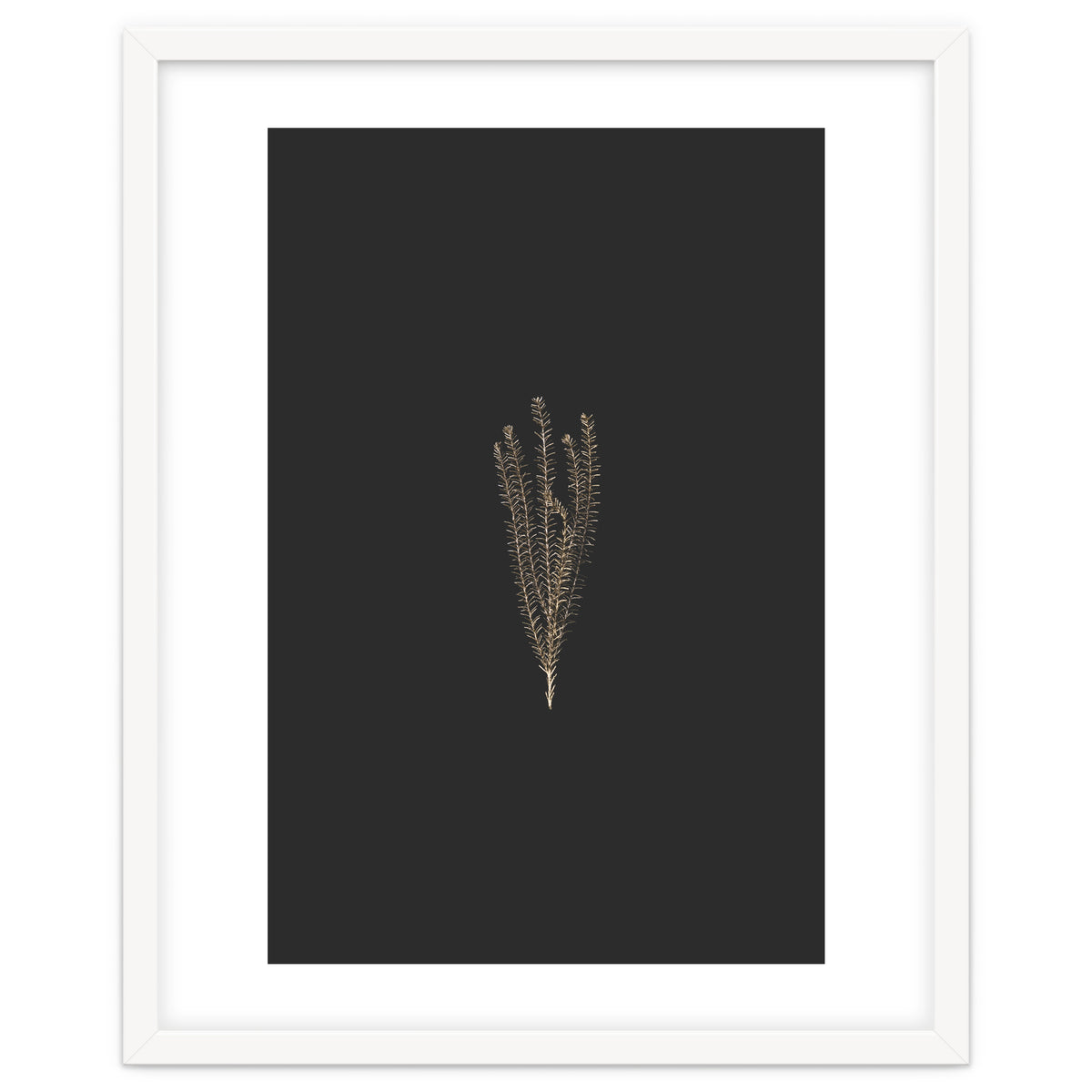 Delicate Fynbos Botanicals in Gold and Black