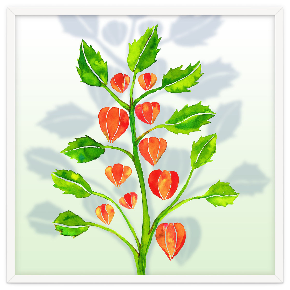 Physalis