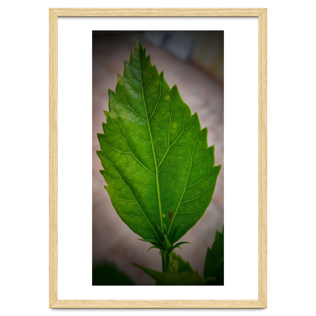 Hibiscus Plant Petal