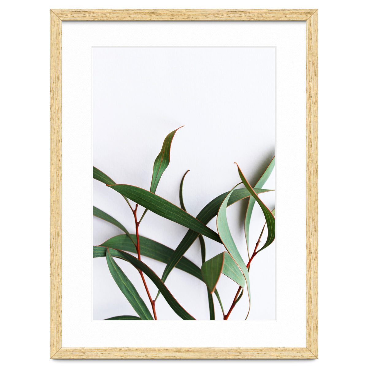 Green Eucalyptus leaves
