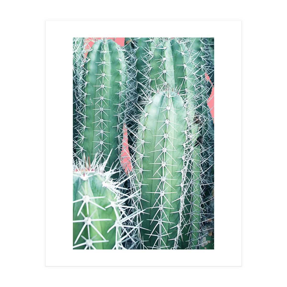 Cactus Up Close (Print Only)