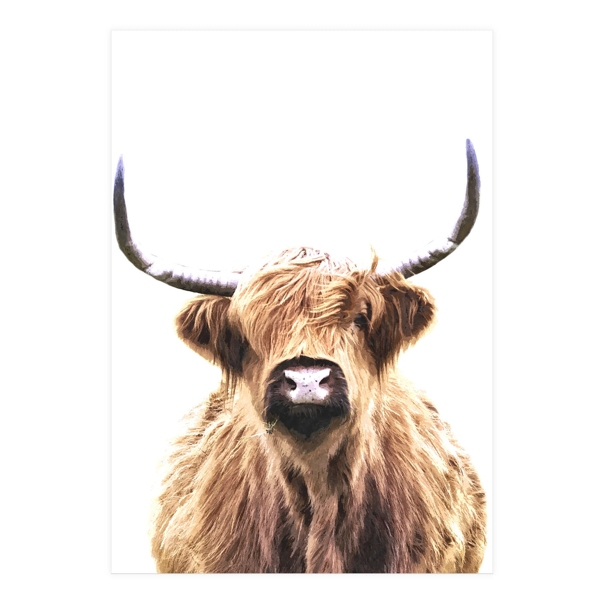Highland Cow Portrait (Print Only)