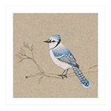 Blue jay (Print Only) thumbnail