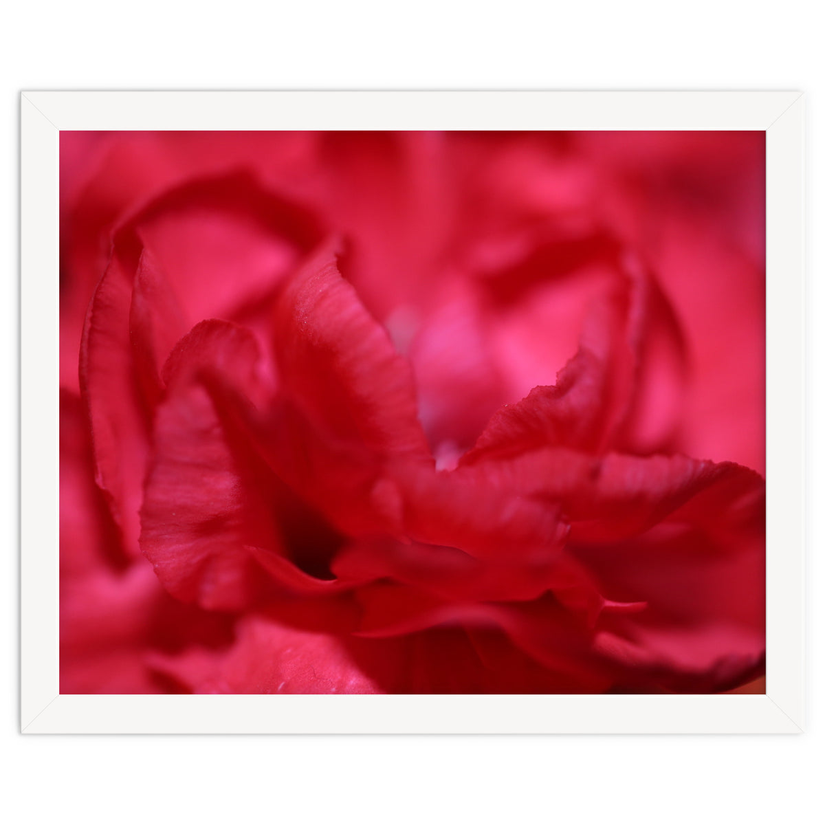 Red Peony