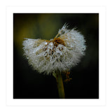 Dandelion with Raindrops (Print Only) thumbnail