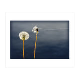 Common dandelions (Print Only) thumbnail