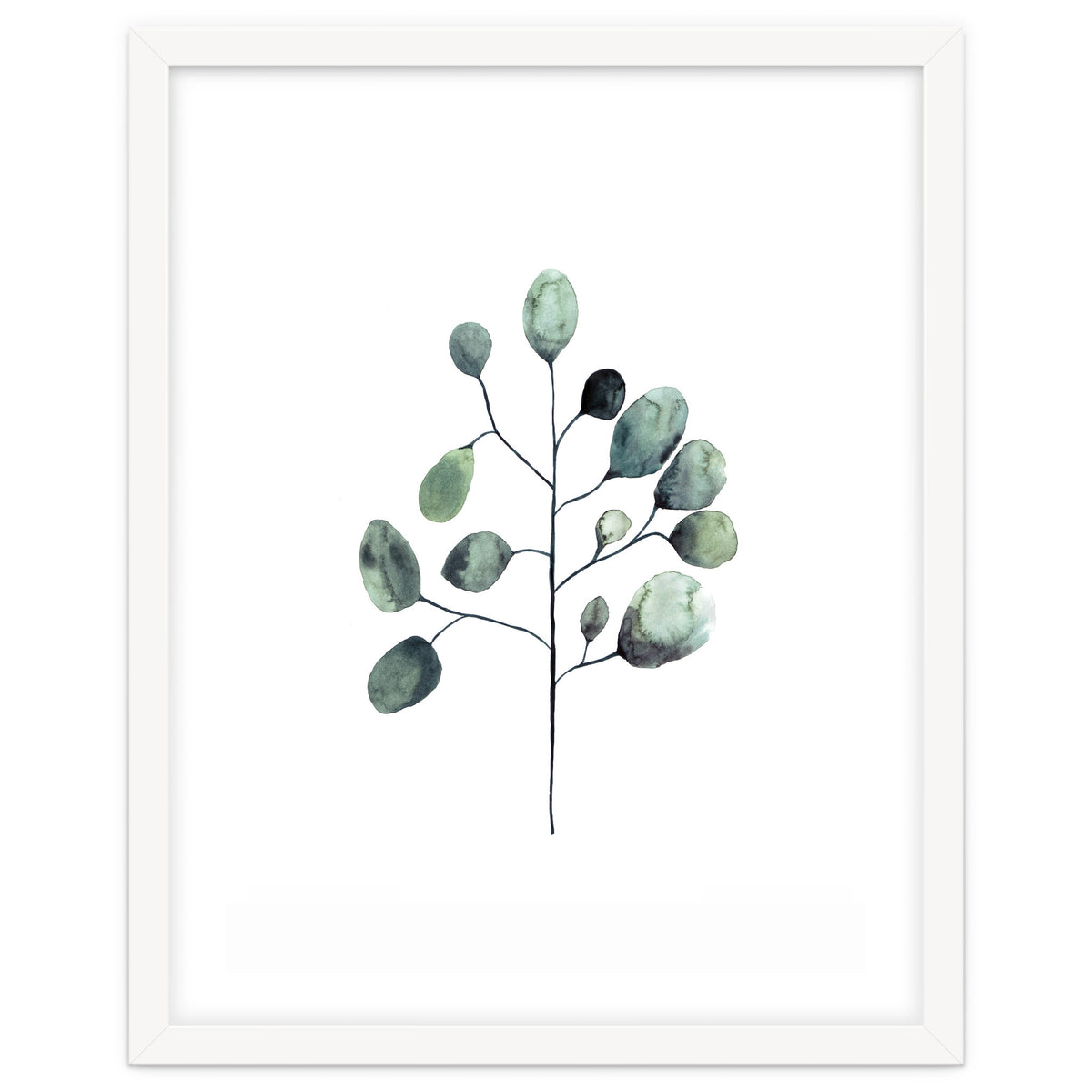 Botanical Illustration Eukalyptus