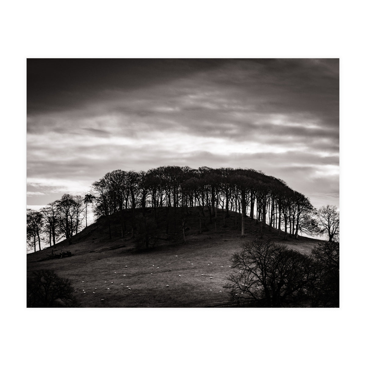 Trees in Silhouette (Print Only)