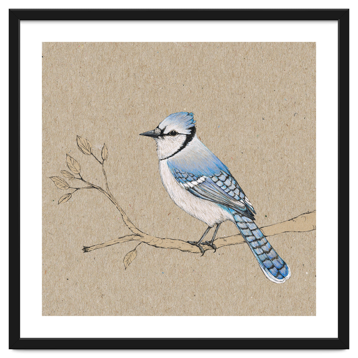 Blue jay