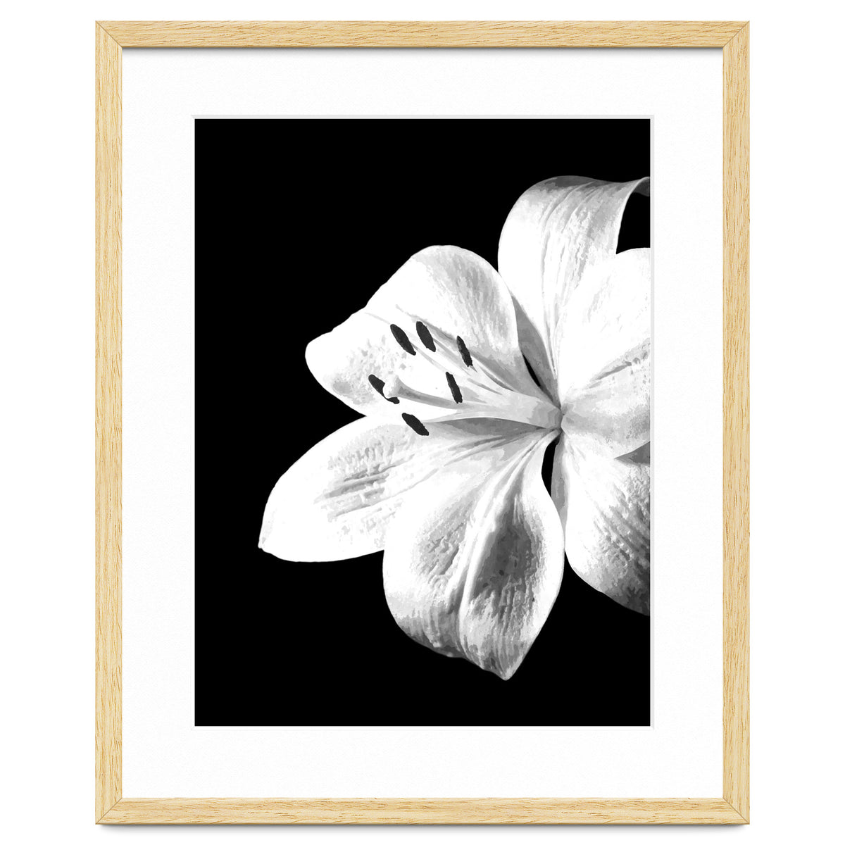 White Lily Black Background