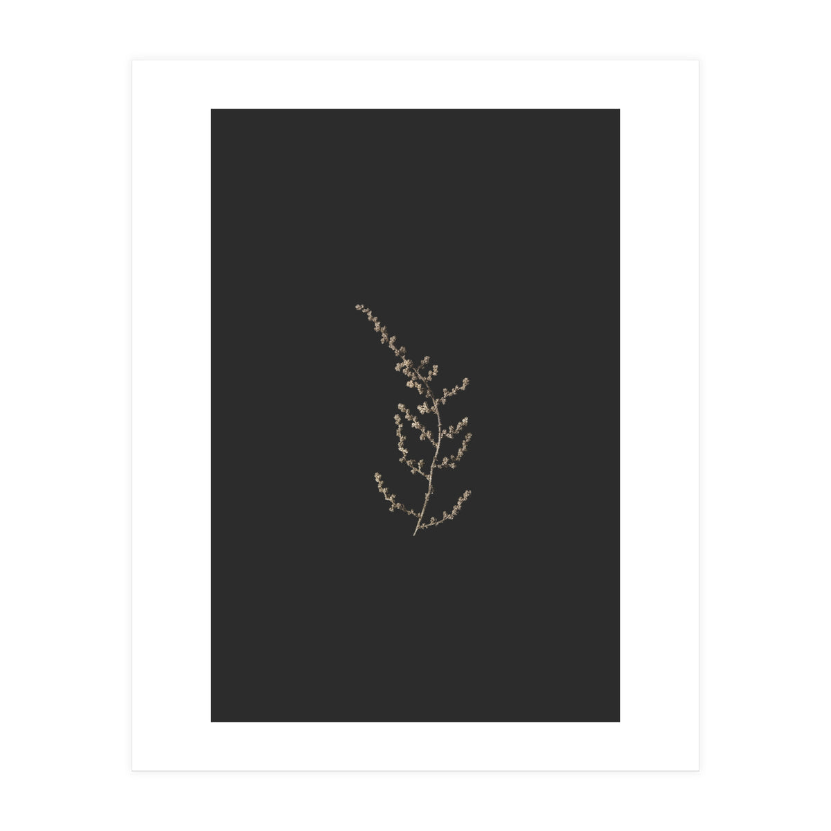 Delicate Golden Fynbos Botanicals on Black (Print Only)