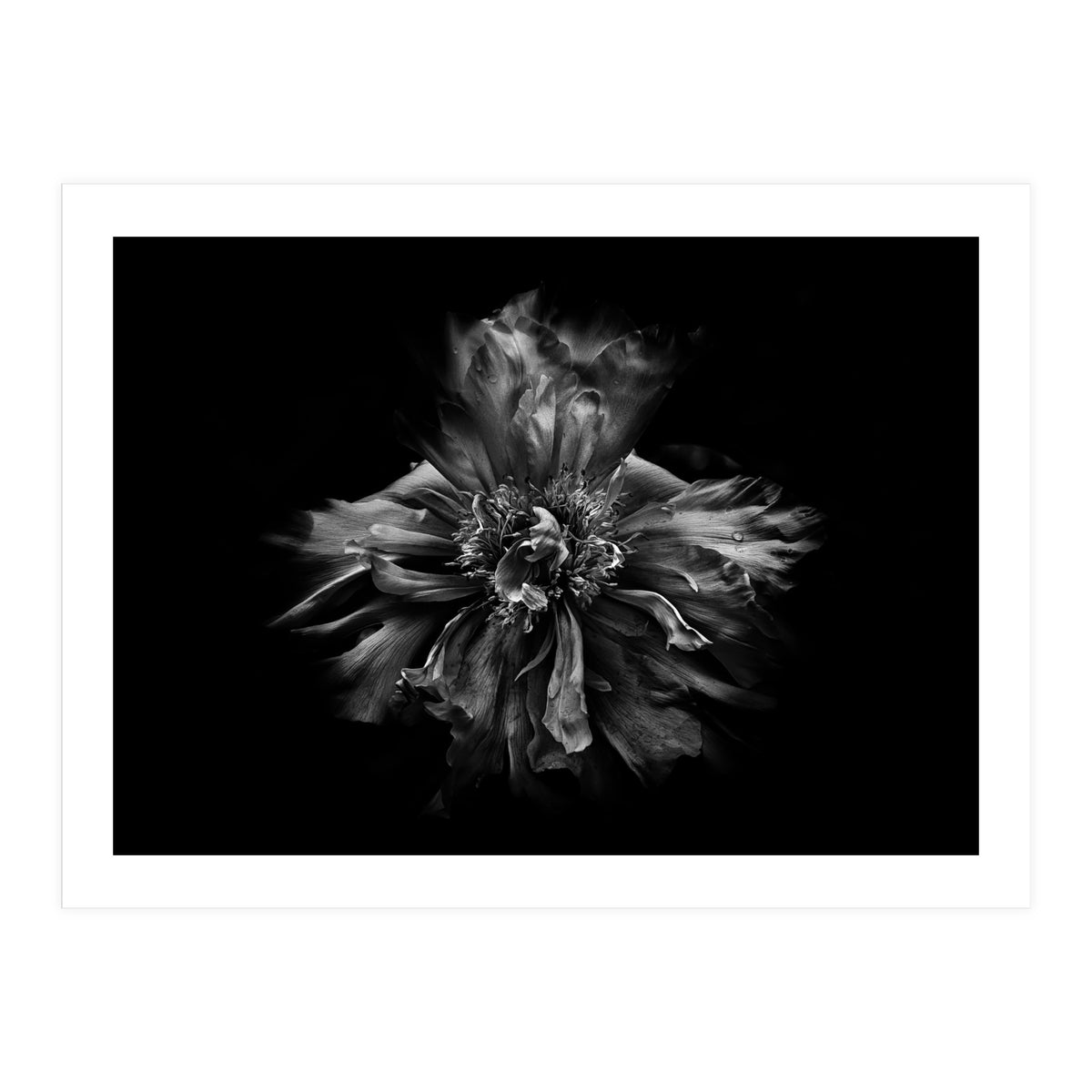 Backyard Flowers In Black And White No 49 (Print Only)