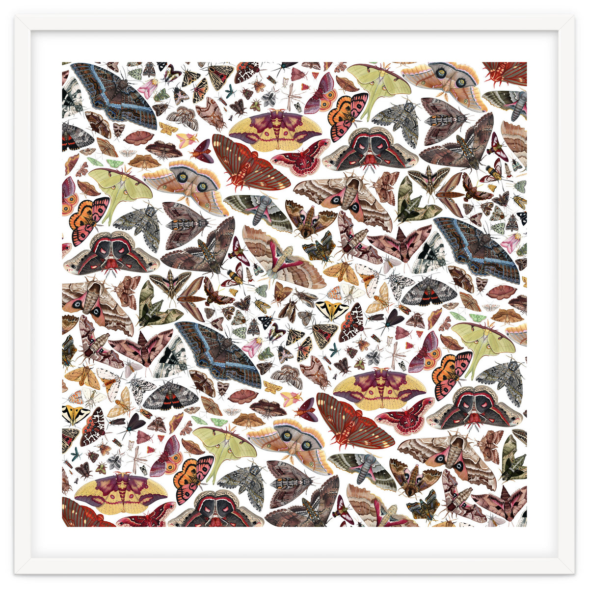 Moths of North America Pattern