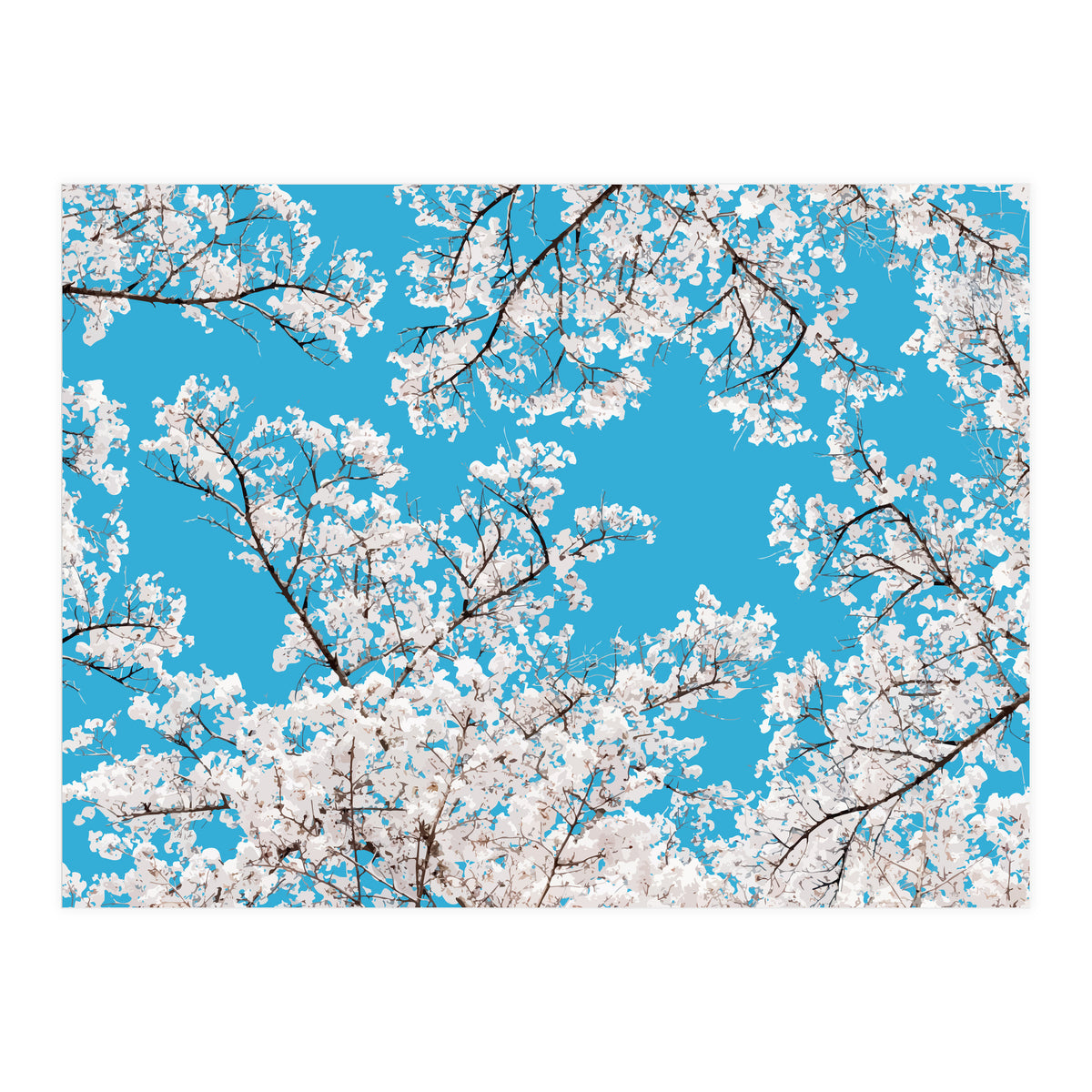 White Blossom (Print Only)