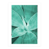 Agave (Print Only) thumbnail