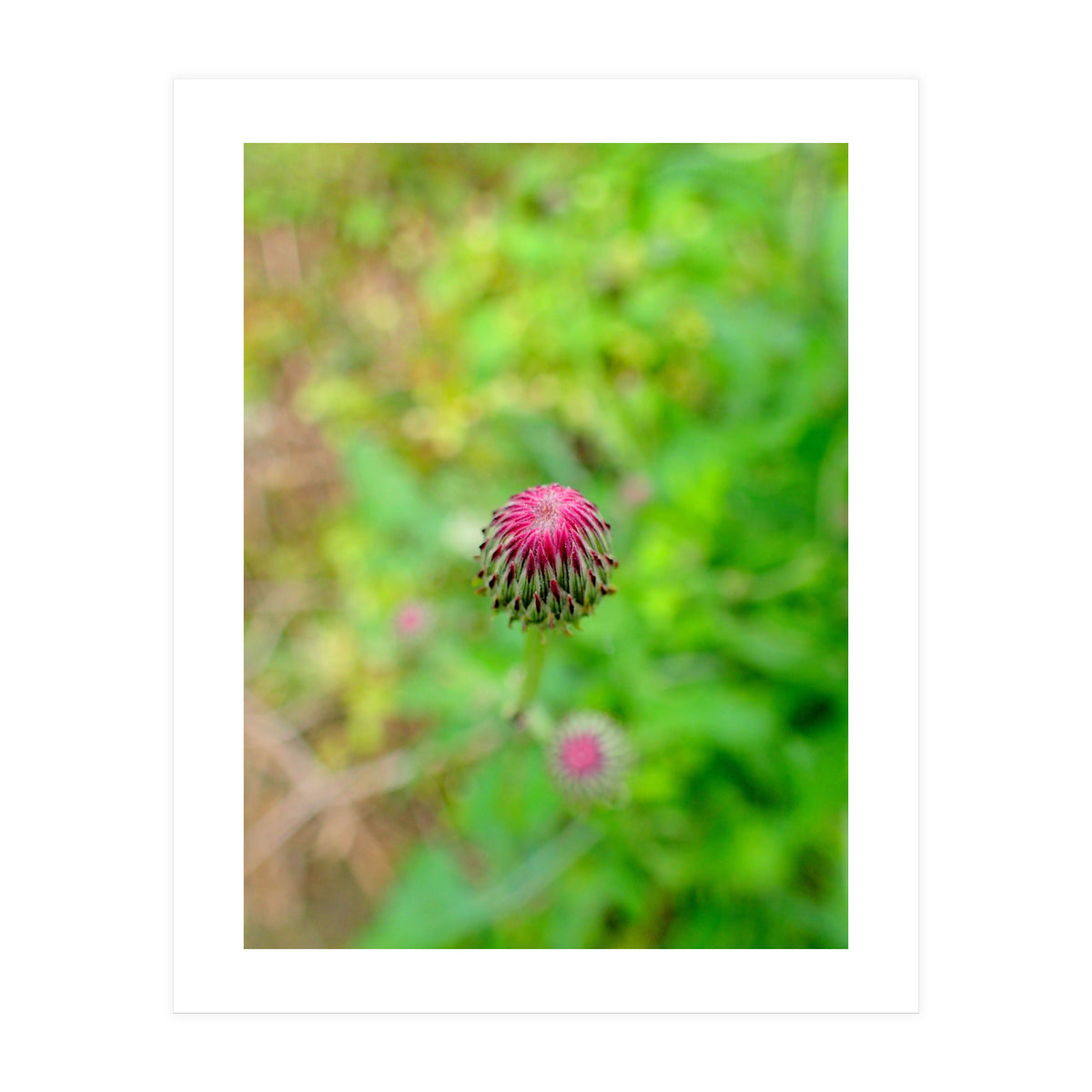 Eye Bud (Print Only)