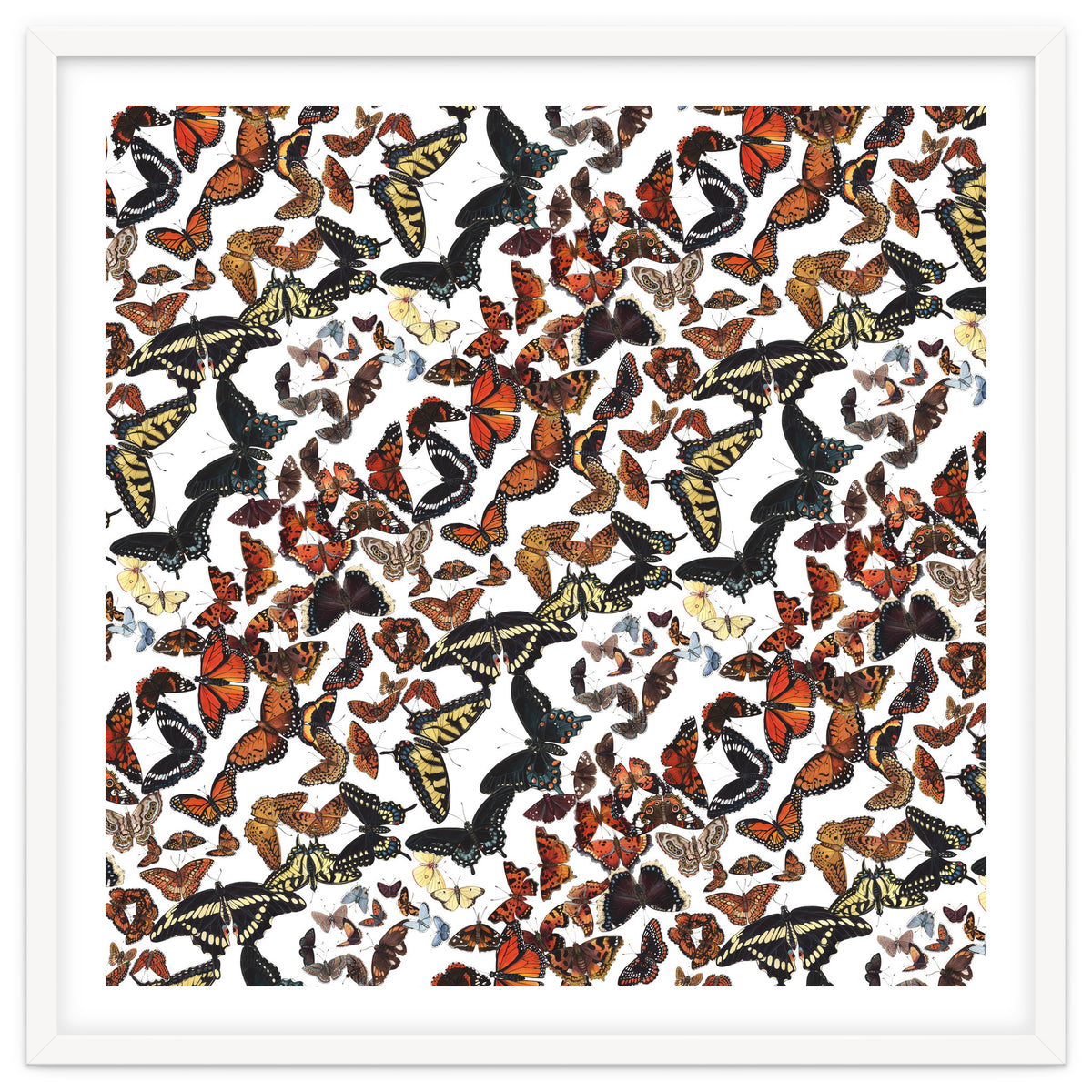 Maine Butterflies Pattern