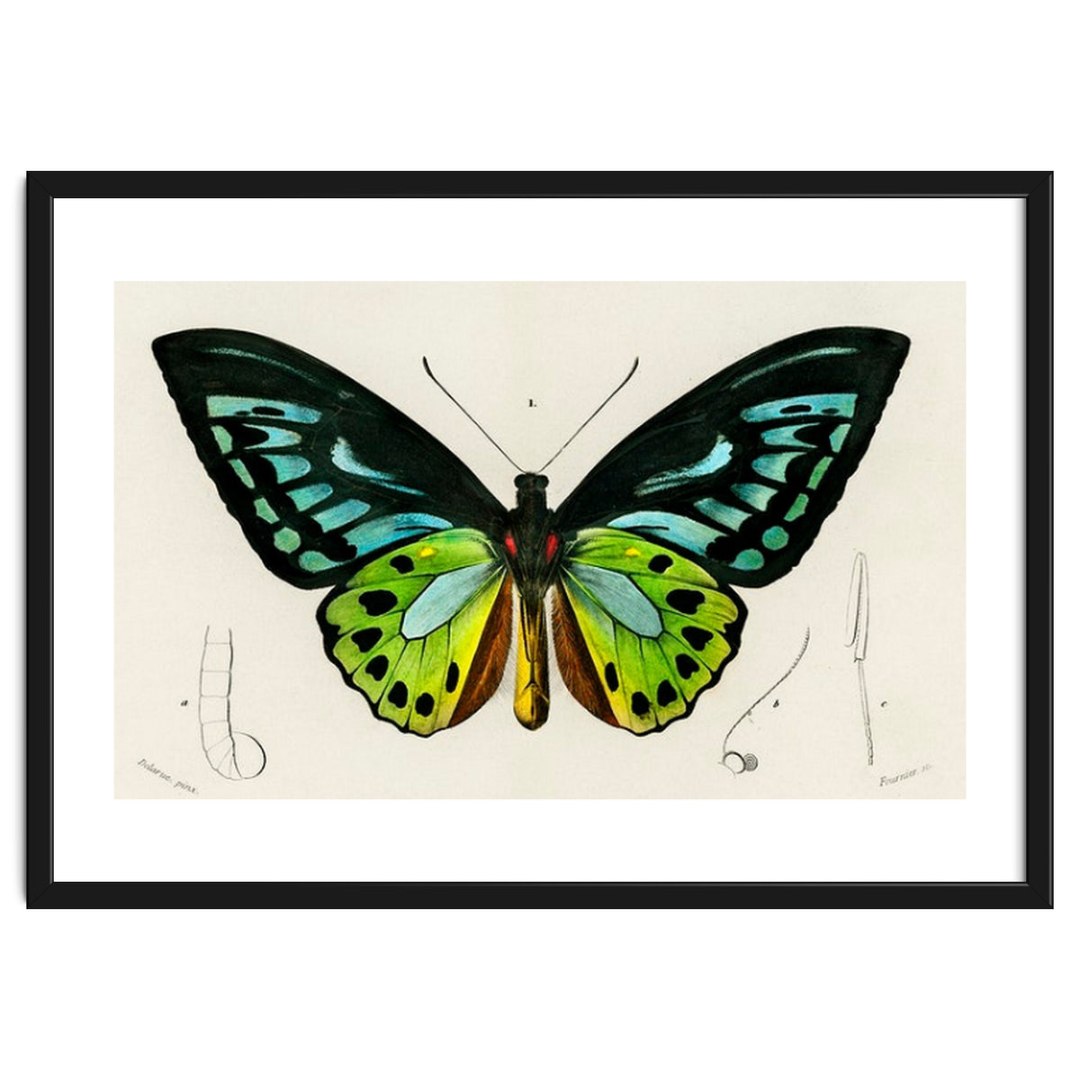 Green birdwing illustrated