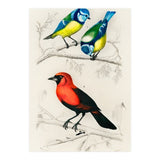 Different types of birds illustrated (Print Only) thumbnail
