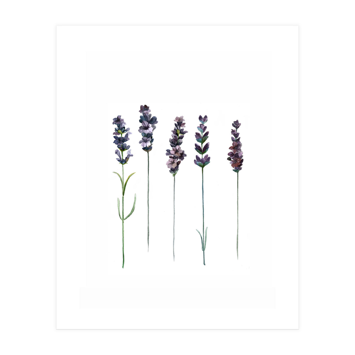 Botanical Illustration Lavender (Print Only)