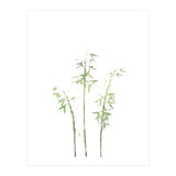 Olive Green Hosta (Print Only) thumbnail