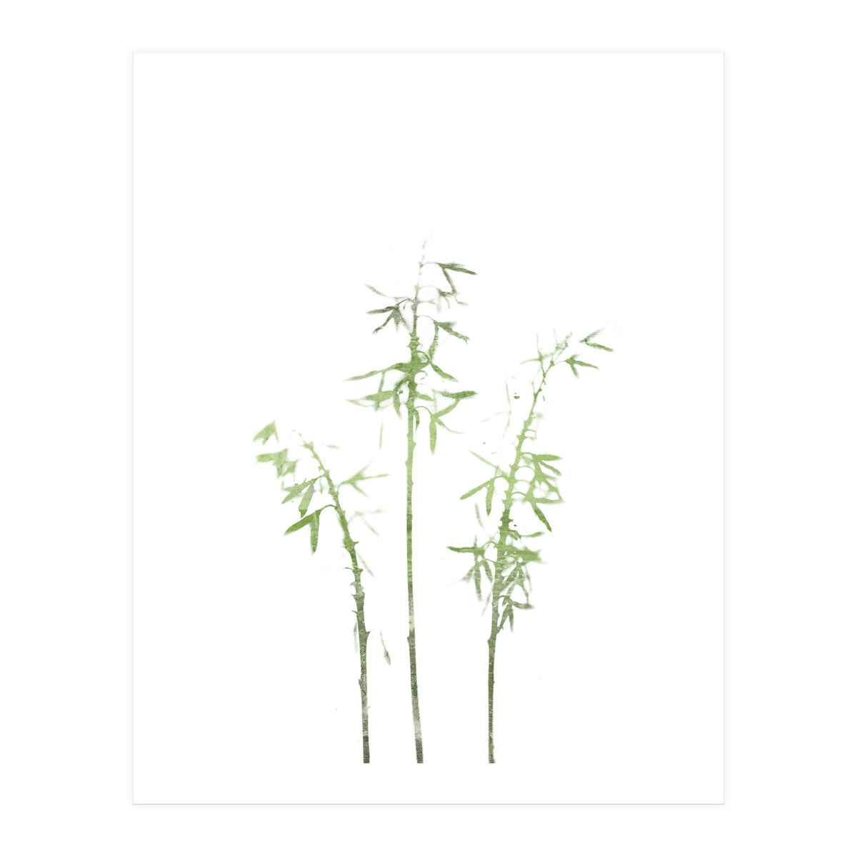 Olive Green Hosta (Print Only)