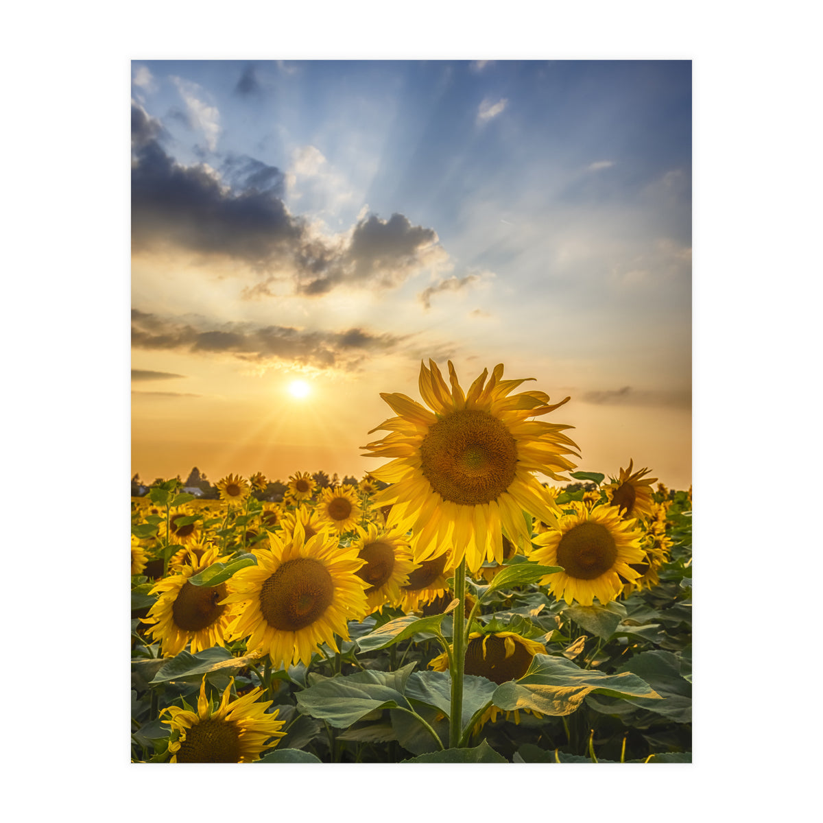 Sunflower field at sunset  (Print Only)