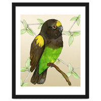 Meyer's parrot watercolor
