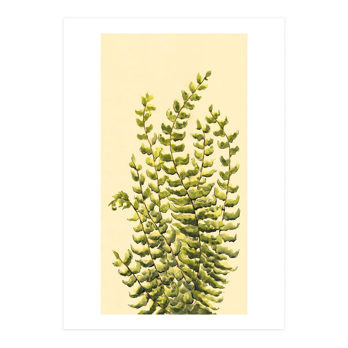 Fern (Print Only)
