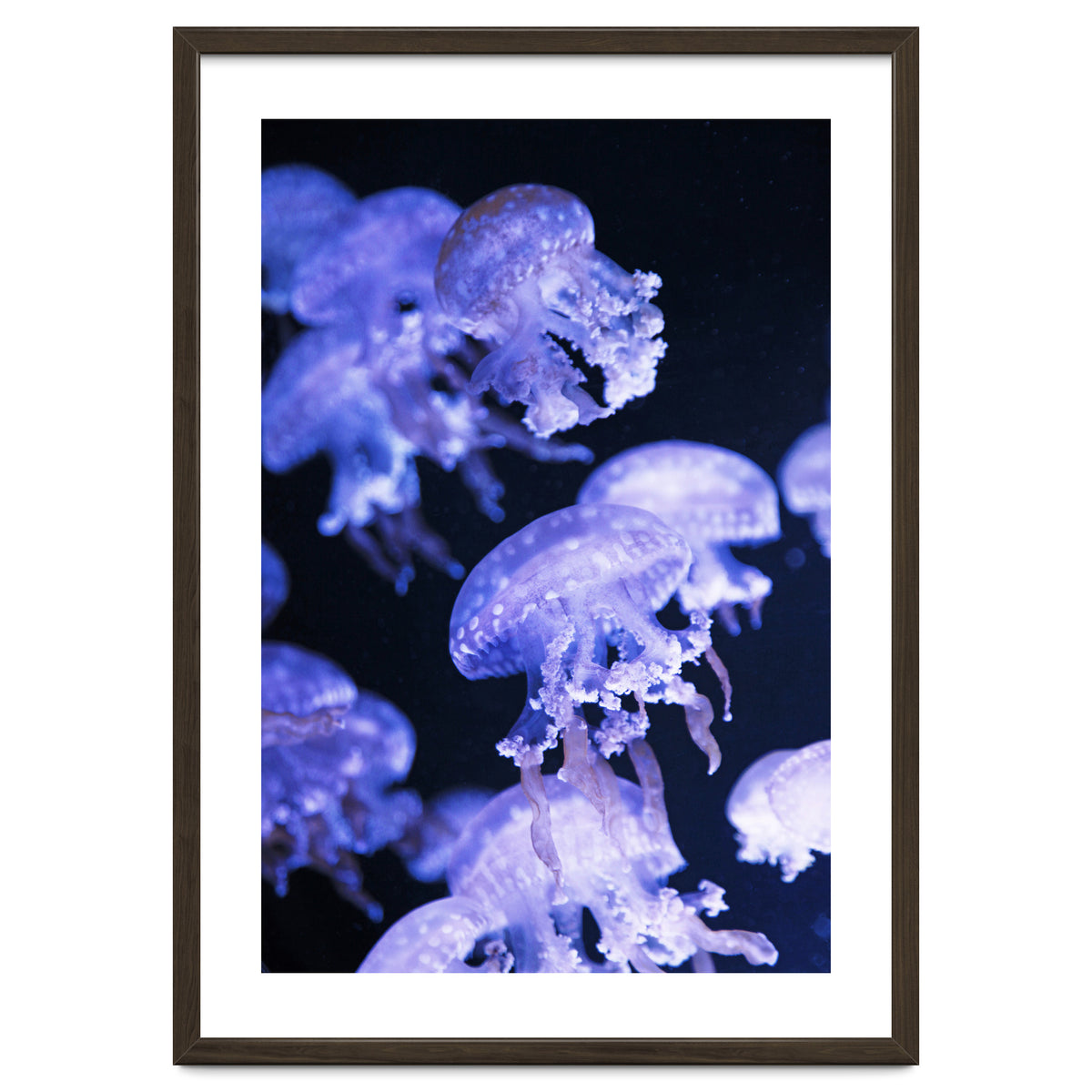 Jellyfish