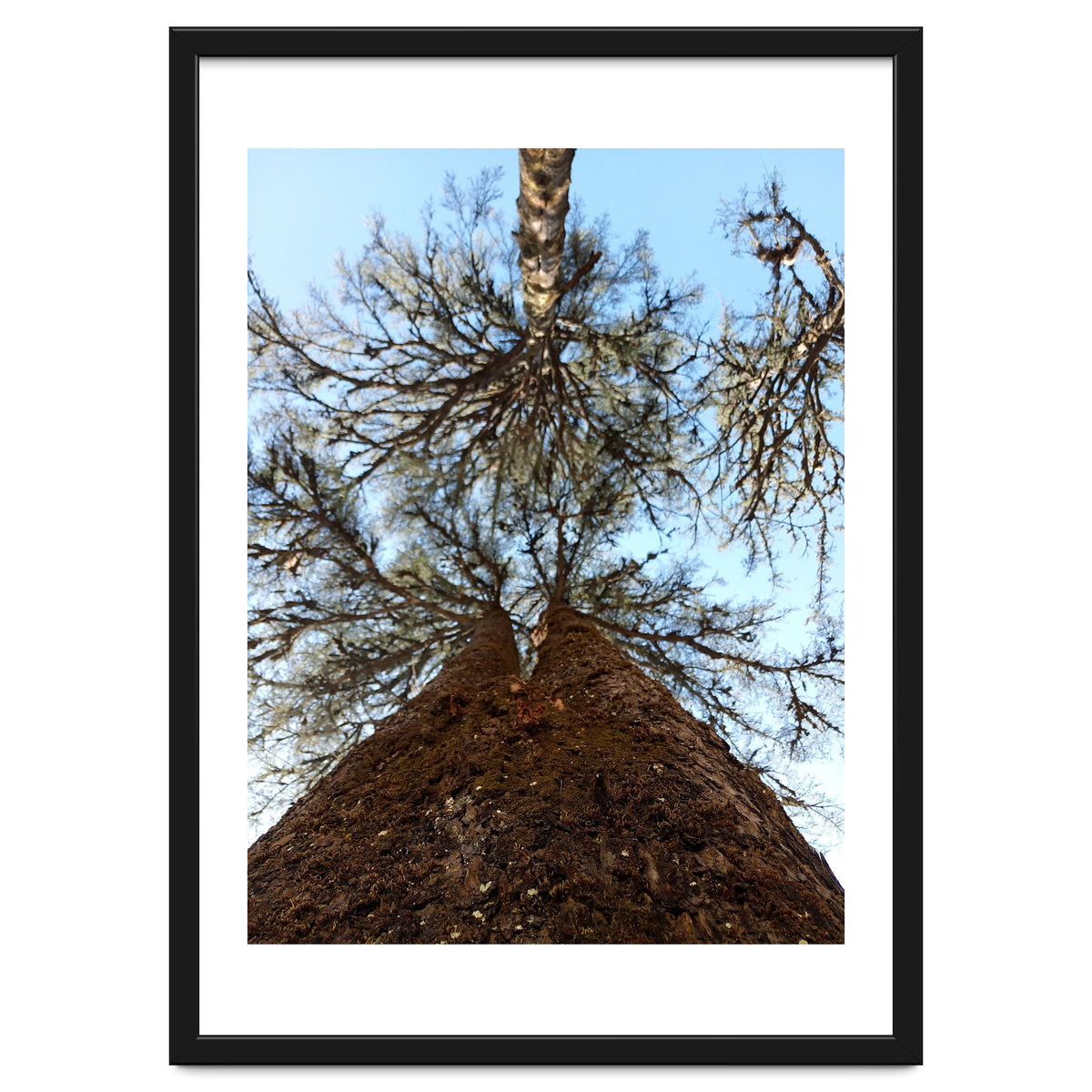 Ataraxia - Tree Series 2