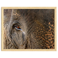Face To Face - Elephant eye